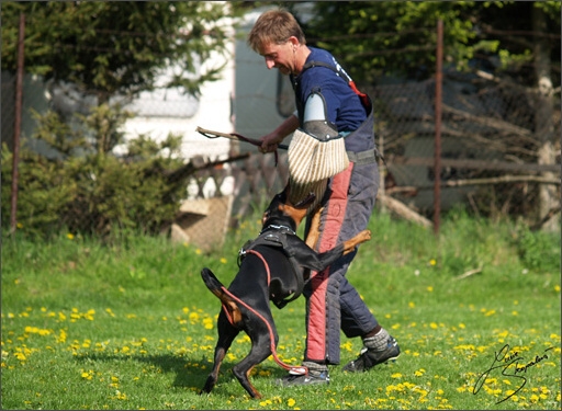 Dogs in training 5/2008